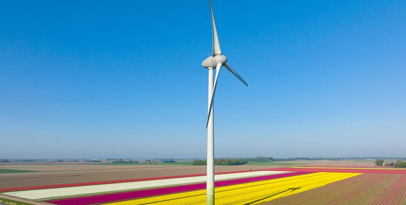 Wind turbine in front of tulips growing in agricultural fields s by Sjoerd van der Wal Photography