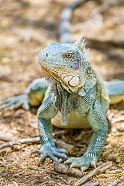 Portrait with close-up of green iguana on the ground