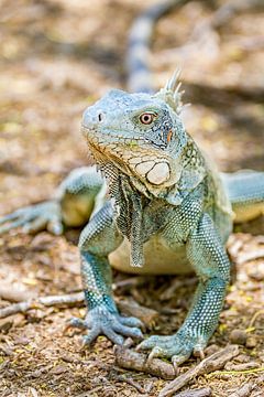 Portrait with close-up of green iguana on the ground by Ben Schonewille