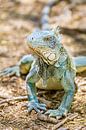 Portrait with close-up of green iguana on the ground by Ben Schonewille thumbnail
