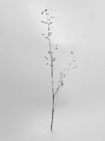 Amid the Flowers 25 by Teis Albers