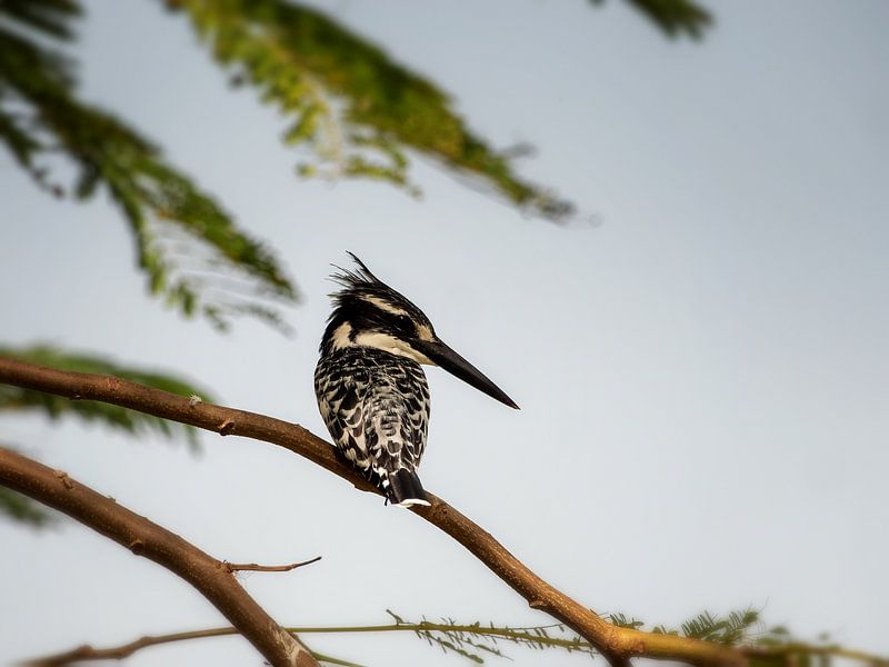 Pied kingfisher. by Frits Schulte