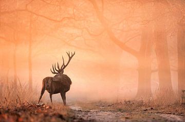 Edelhert in de mist tijdens zonsopkomst van Monica de Jong