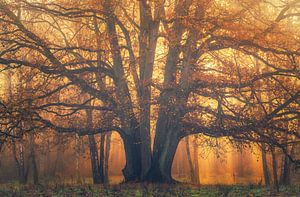 Alt in Gold gehüllt