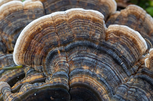Organische natuurlijke textuur van een boomzwam – Macro kunst
