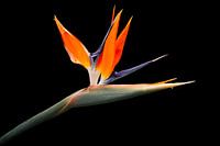 Fleur d'oiseau de paradis