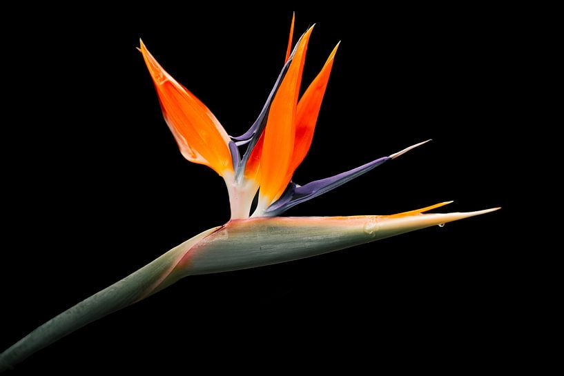 Paradiesvogelblume von Stephanie Pfundt
