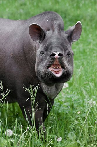 Opgeheven neus en ontblote tanden ongewoon beest tapir volledig gezicht, de natuur van zuid-amerika 