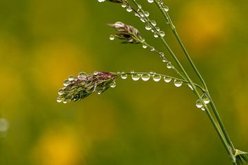 Zes op een rij sur SchumacherFotografie