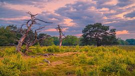 Sunrise in the Drentsche Aa National Park by Henk Meijer Photography
