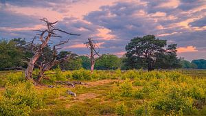 Sonnenaufgang im Nationalpark Drentsche Aa