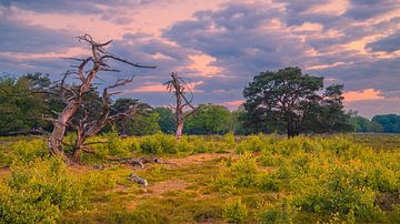 Zonsopkomst in het Nationale Park Drentsche Aa van Henk Meijer Photography