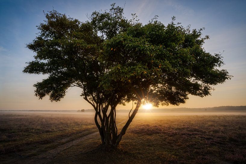 Only in the world by Roy Poots