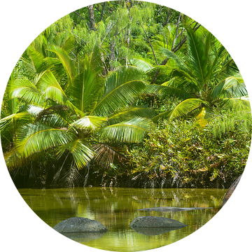 Palmbomen op de Seychellen van Bettina Schnittert