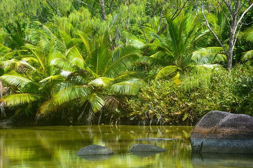 Palmbomen op de Seychellen
