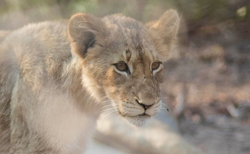 Lion cub South Africa by Eveline van Beusichem