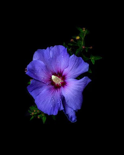 Bloem Hibiscus fine-art van Sander van Laar