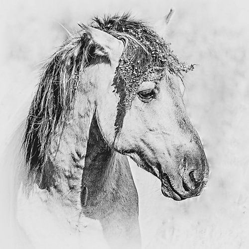 Zwart-wit portret van een mooi konikpaard