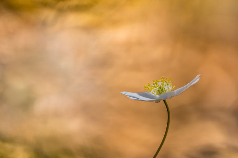 Forest anemone golden bokeh by John van de Gazelle fotografie