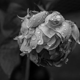 Peony black and white. by Maurice Looyestein