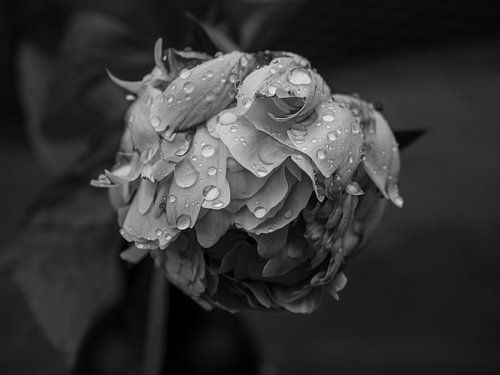 Peony black and white. by Maurice Looyestein