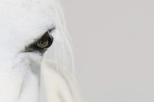 High Key Close-up: De Elegantie en Zuiverheid van een Prachtig Wit Paard