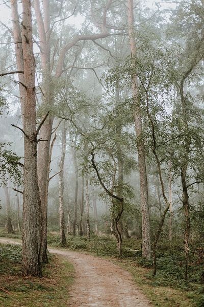 Forêt brumeuse et mystérieuse, été, automne, Pays-Bas, Réserve naturelle de Leersums Veld par Linda Richtersz