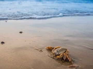 Nordseekrabbe am Strand von Sankt -Peter-Ording von Animaflora PicsStock