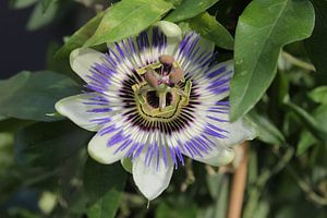 Passiflora von Roberto Zea Groenland-Vogels