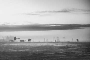 Paarden in de ochtendmist van Piotr Aleksander Nowak
