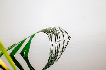 « Un brin d'herbe » devient célèbre grâce à l'introspection