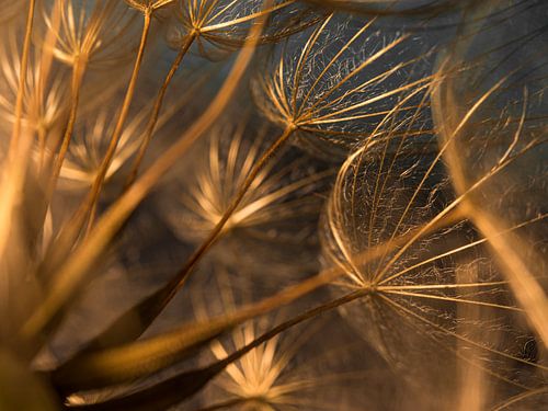 Gouden warmte: Vanuit het hart van de morgenster