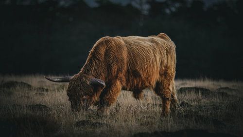 schotse hooglander tijdens zonsondergang in het Deelerwoud.