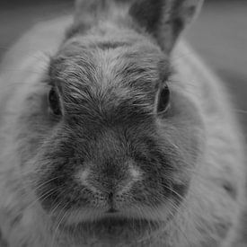 Close-up van een konijn van Mika Leinders
