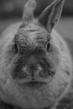 Close-up van een konijn van Mika Leinders