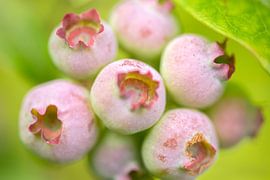 Pink Blueberries Cluster by Iris Holzer Richardson