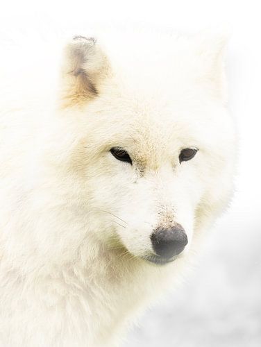 Gost of the North
