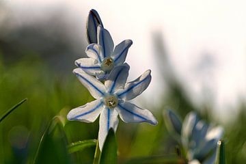 Weiße Blüten des Blausterns. Frühblüher von Martin Köbsch