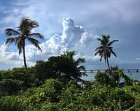 Palmbomen en stormwolken Florida Keys VS