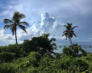 Tropical Palm Trees and Storm Clouds, Florida Keys by Tammy Winand Arts