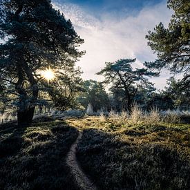 Roden Mensingebos, Heidelandschaft an einem Wintermorgen mit tiefstehender Sonne in Drenthe von Arjan Boer