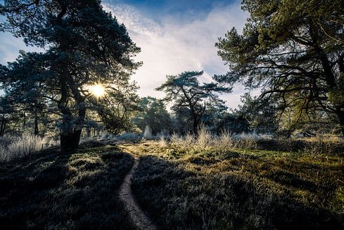 Roden Mensingebos, heideveld op een winterochtend met laaghangende zon in Drenthe