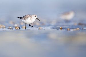 Black-throated sandpiper scurries along the tide line