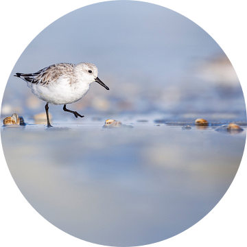 Drieteen strandlopertje scharrelt langs de vloedlijn