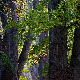 Herfst in het  Inselpark in Regensburg, Duitsland van Truus Nijland