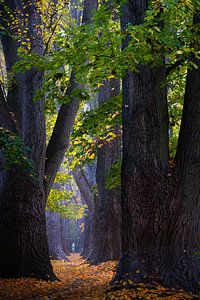 Herbst im Inselpark in Regensburg, Deutschland