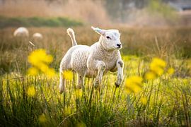 Lammetjes in de wei van Shane van Hattum
