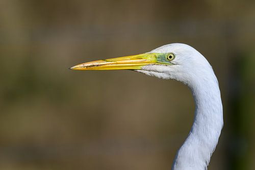 Grote zilverreiger