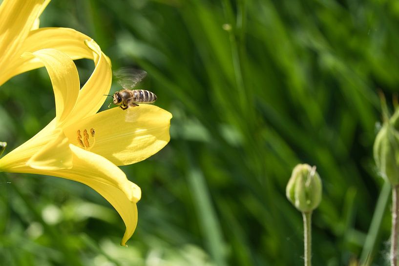 Bee flies on a flower to collect nectar by Martin Köbsch