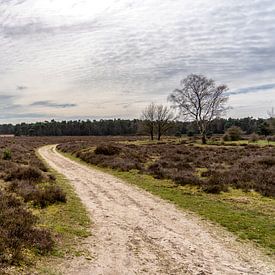 A dirt road on a Veluwe landscape in March by John Duurkoop